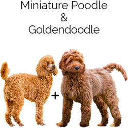 Miniature Goldendoodle Dog